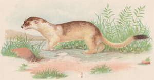 Ermine or Large Weasel (winter coat)